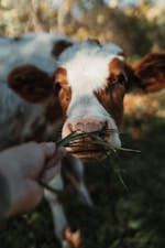 a brown and white cow standing on top of a lush green field