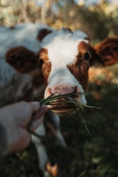 a brown and white cow standing on top of a lush green field