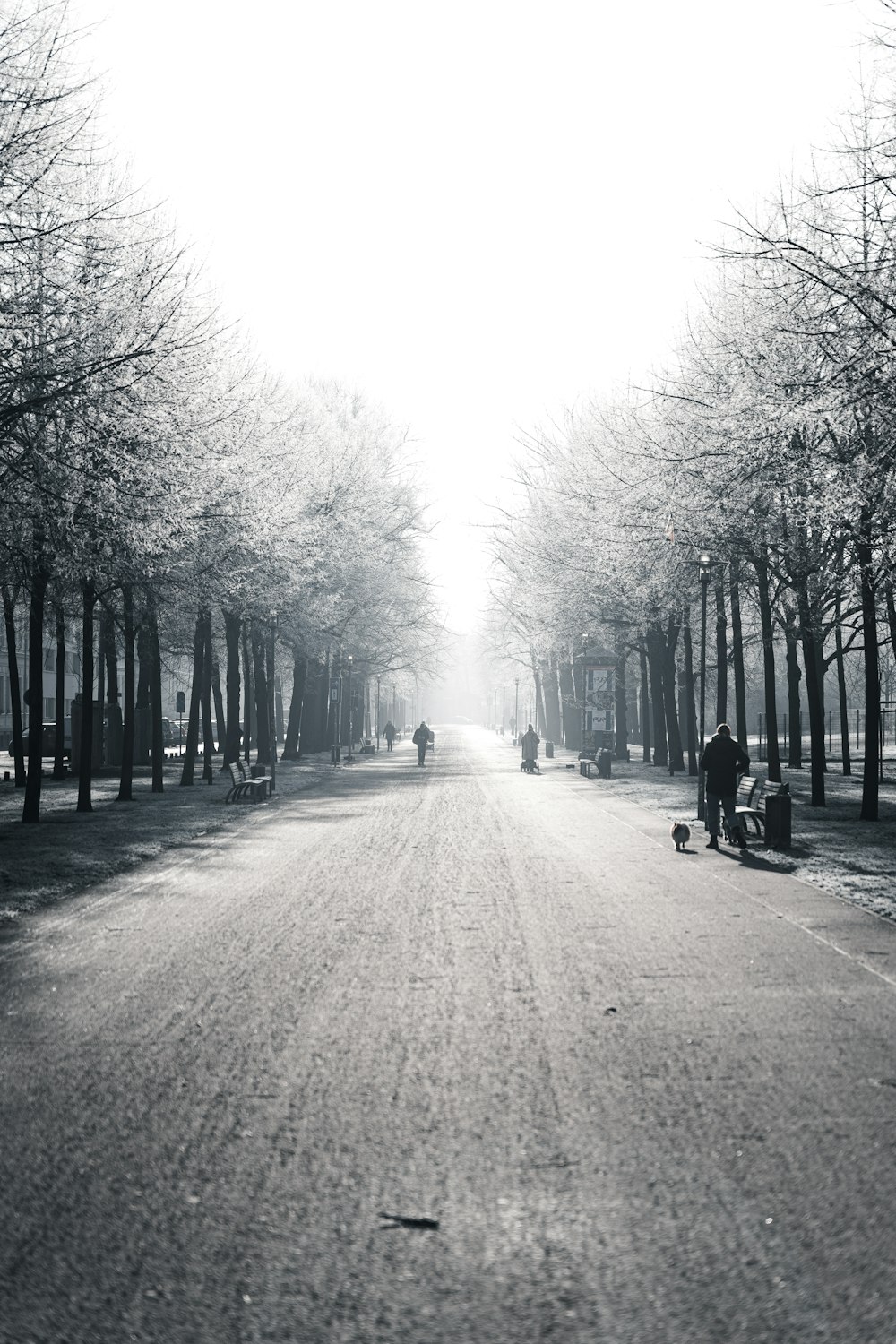 une personne faisant de la planche à roulettes dans une rue bordée d’arbres