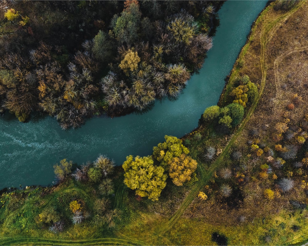 a river running through a lush green forest