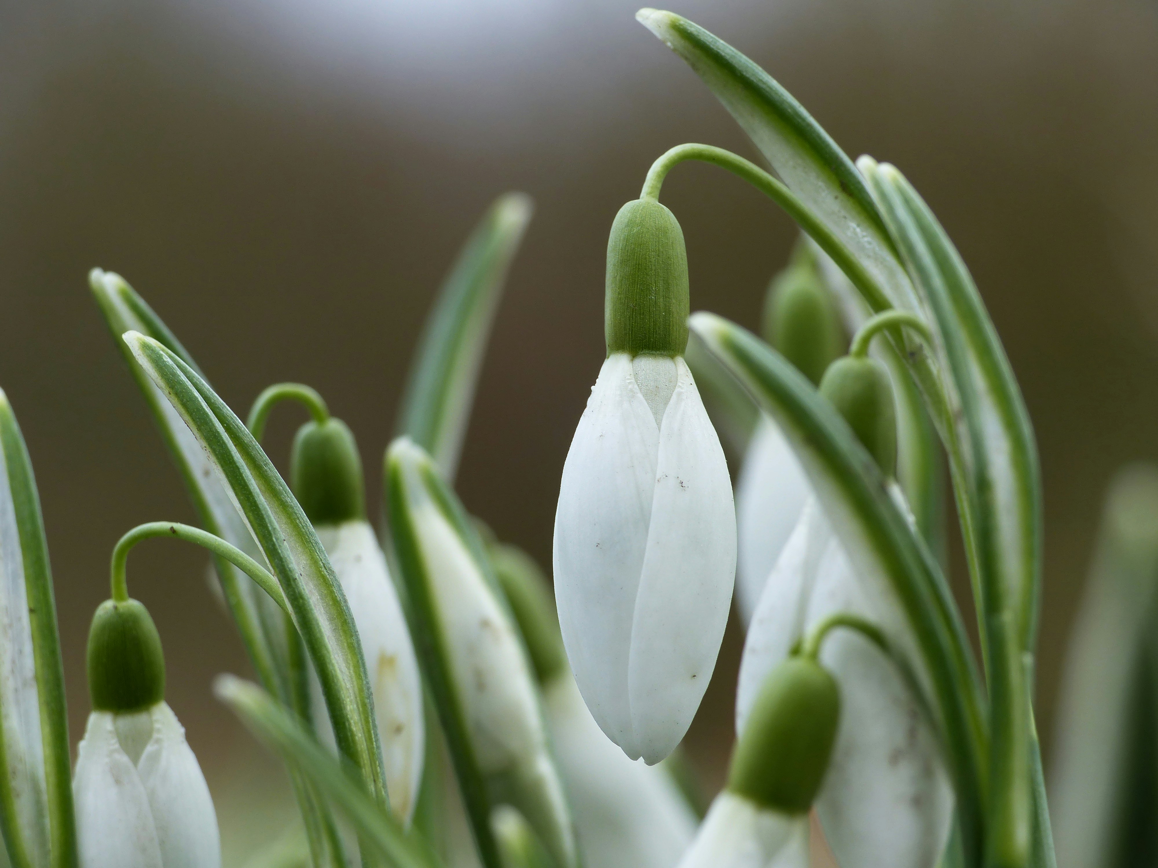 a group of white flowers with green stems