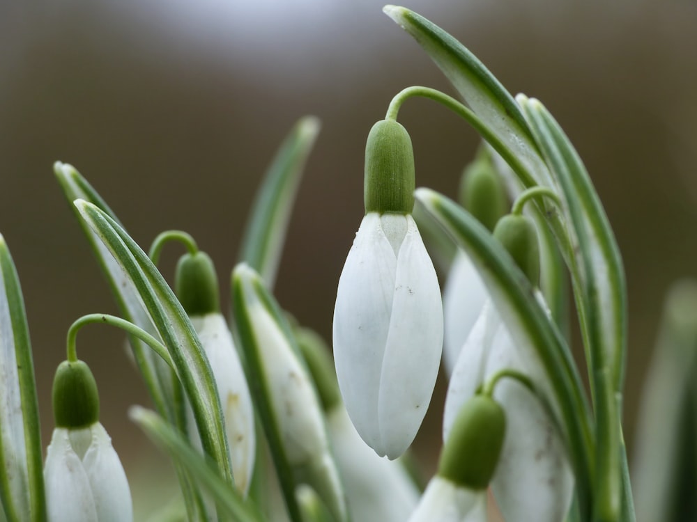 un groupe de fleurs blanches aux tiges vertes