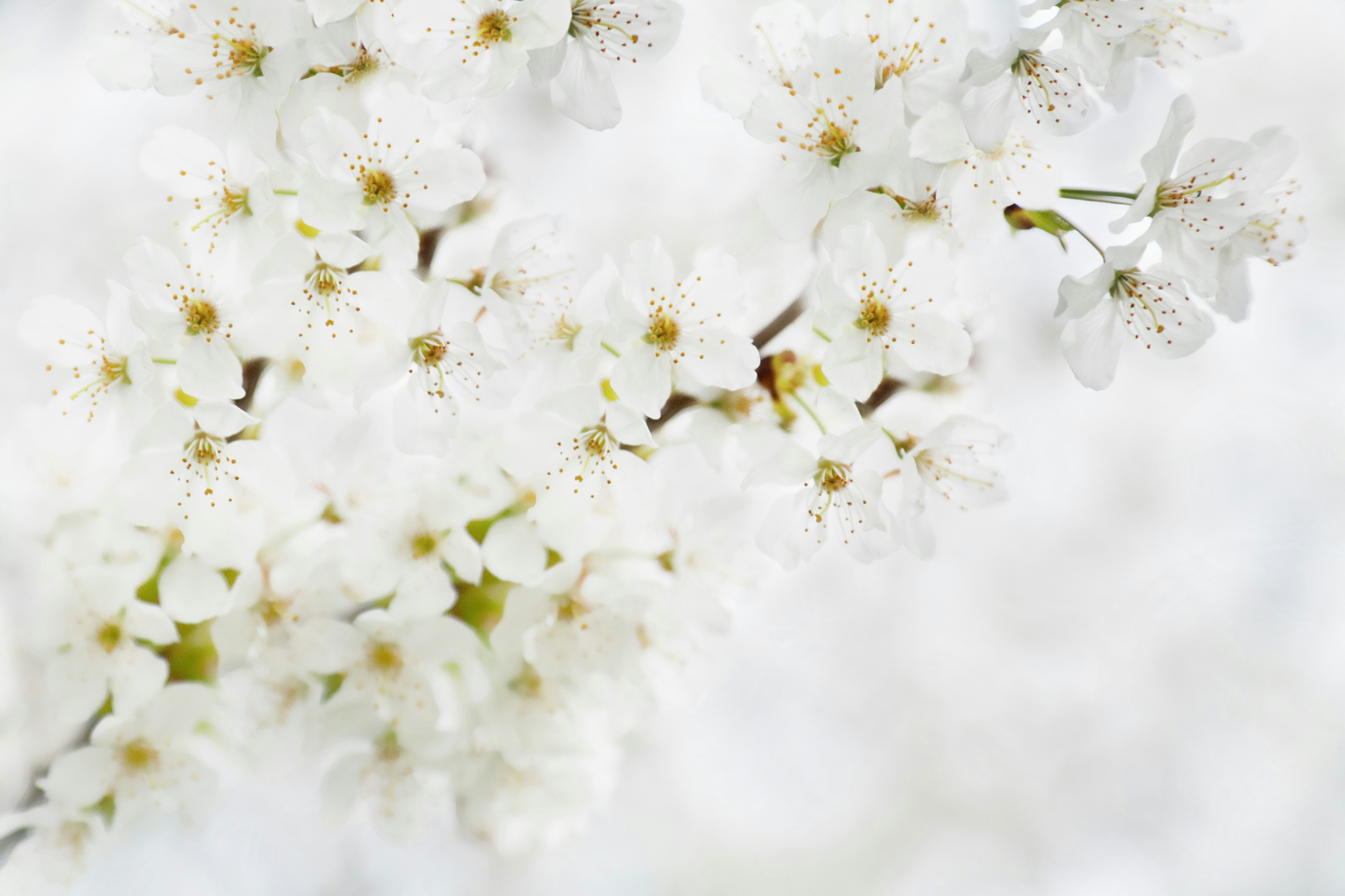 Photo by nataliekinnear