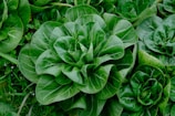 a close up of a bunch of green plants