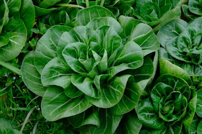 a close up of a bunch of green plants