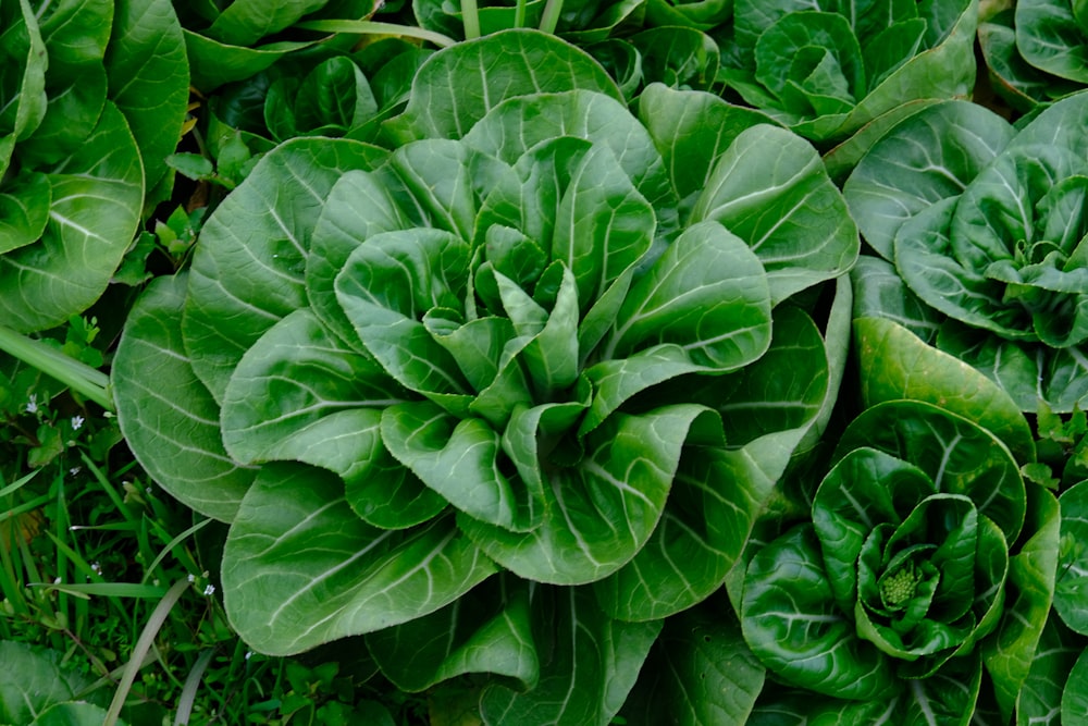 a close up of a bunch of green plants