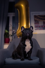 A small, black and white French Bulldog sits confidently on a grey armchair. Behind the dog, a large golden balloon in the shape of the number one rises up, suggesting a celebratory occasion. A potted plant can be seen in the background along with a partially visible wall poster.