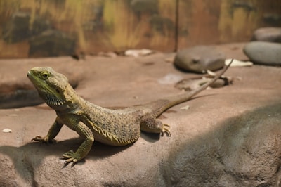 The bearded dragon basking on a warm rock, looking content and calm.