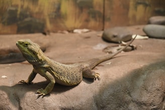 The bearded dragon basking on a warm rock, looking content and calm.
