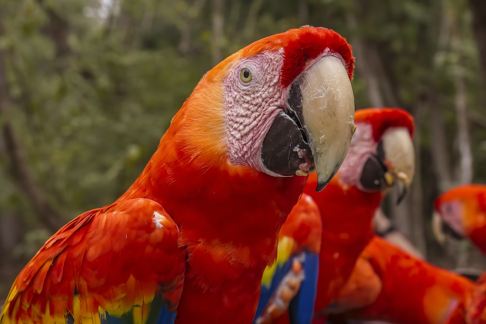 a group of colorful parrots standing next to each other