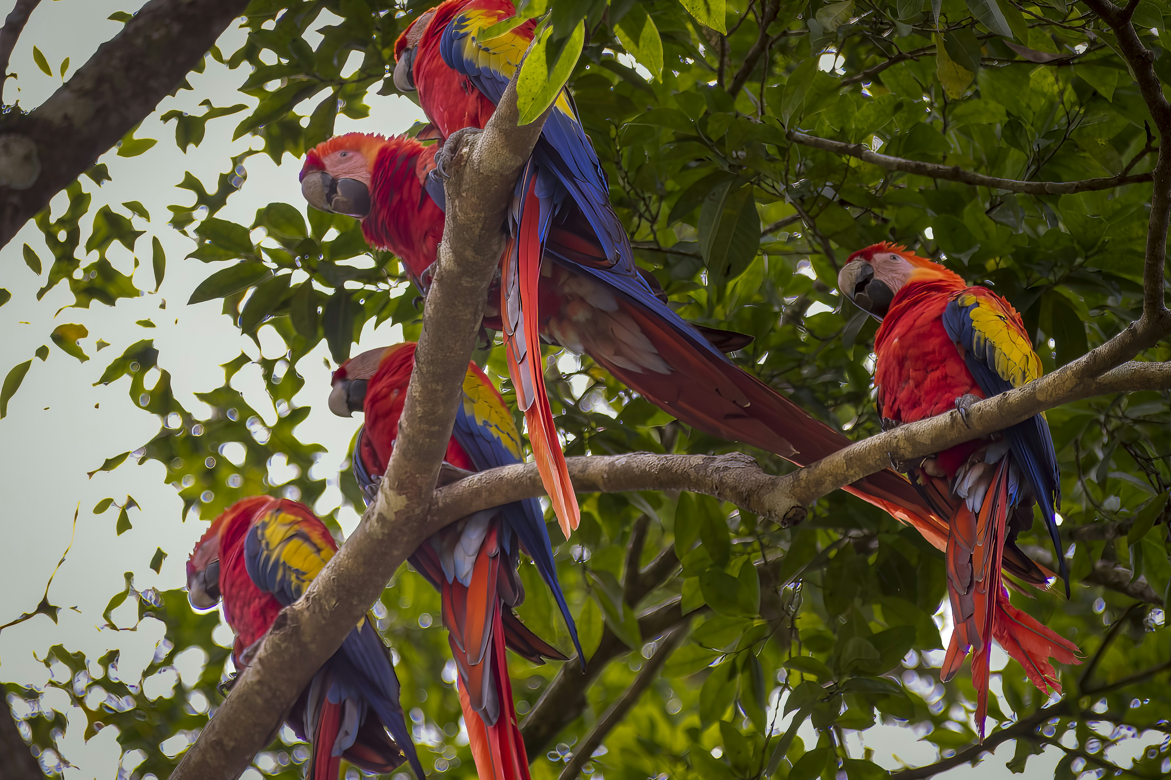 Copán Ruinas