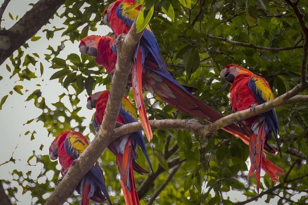 a group of colorful birds perched on top of a tree