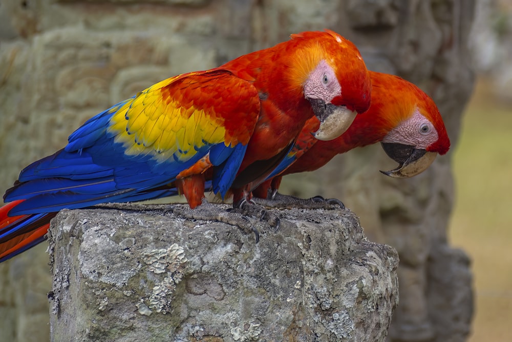 a couple of colorful birds standing on top of a rock