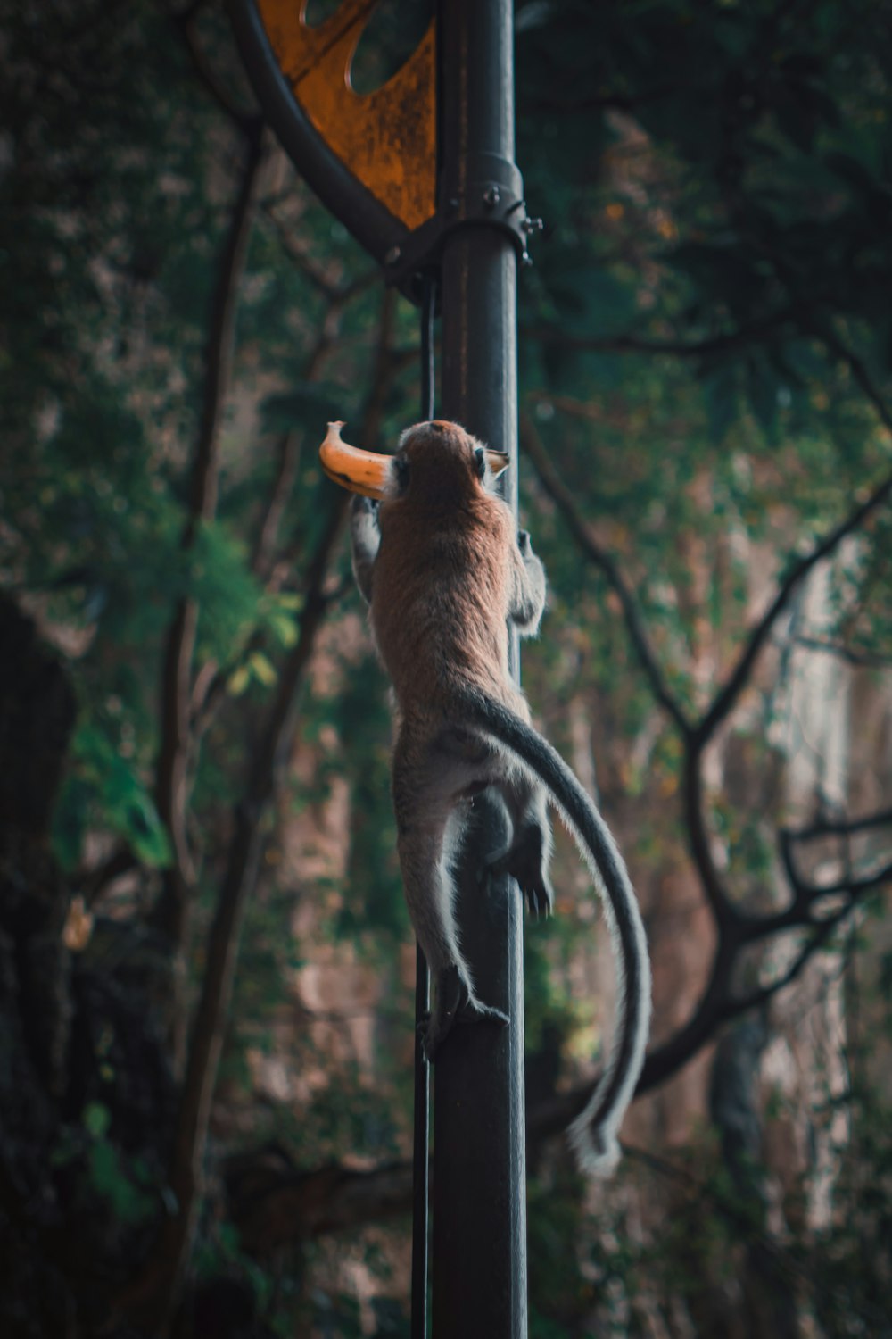 a monkey on a pole reaching up to a traffic light