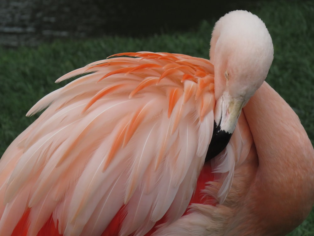 a close up of a flamingo with its head turned