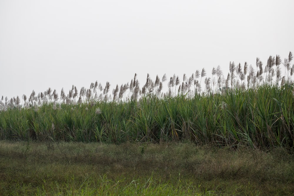 a field of tall grass with a sky background