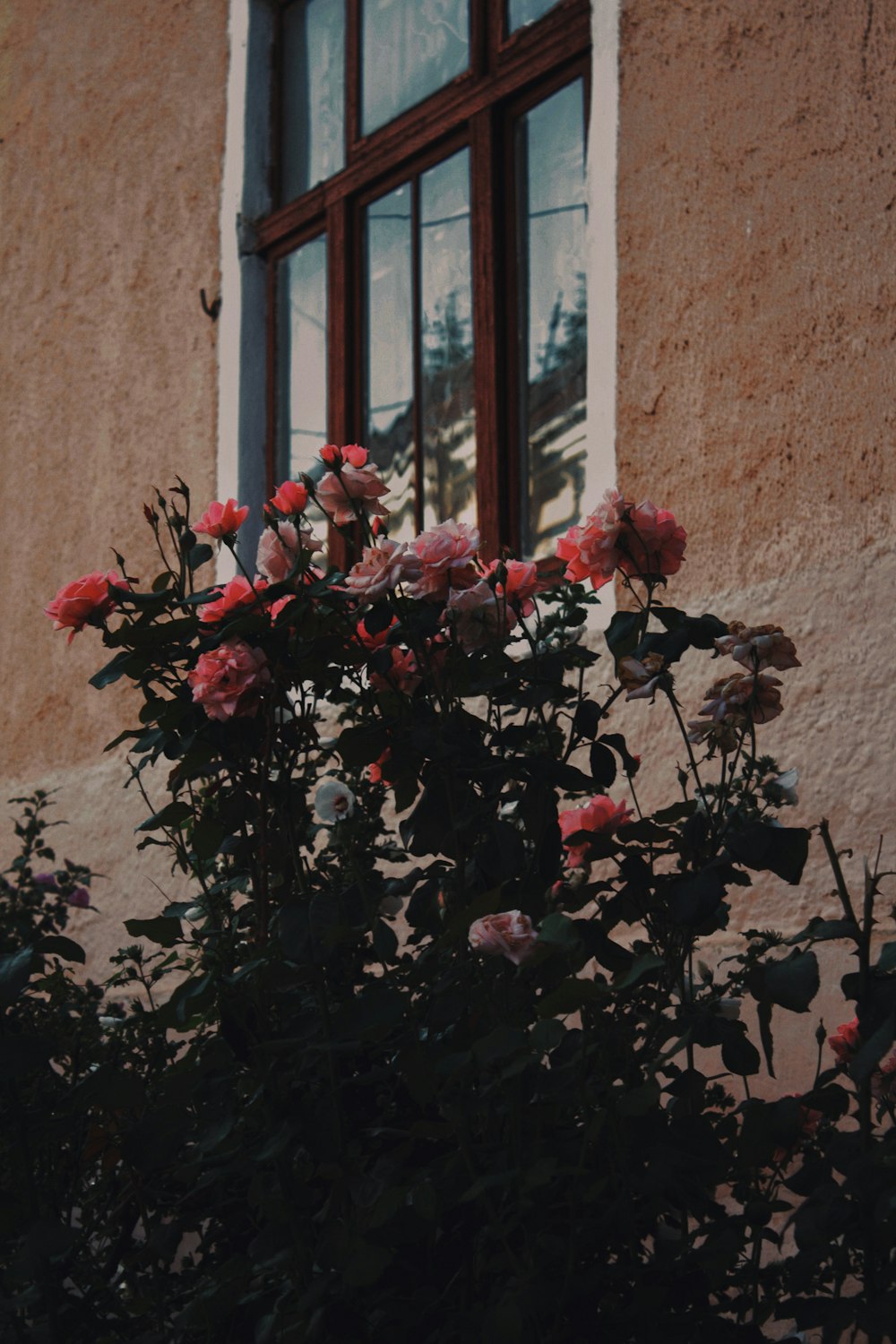 a bush of roses in front of a window
