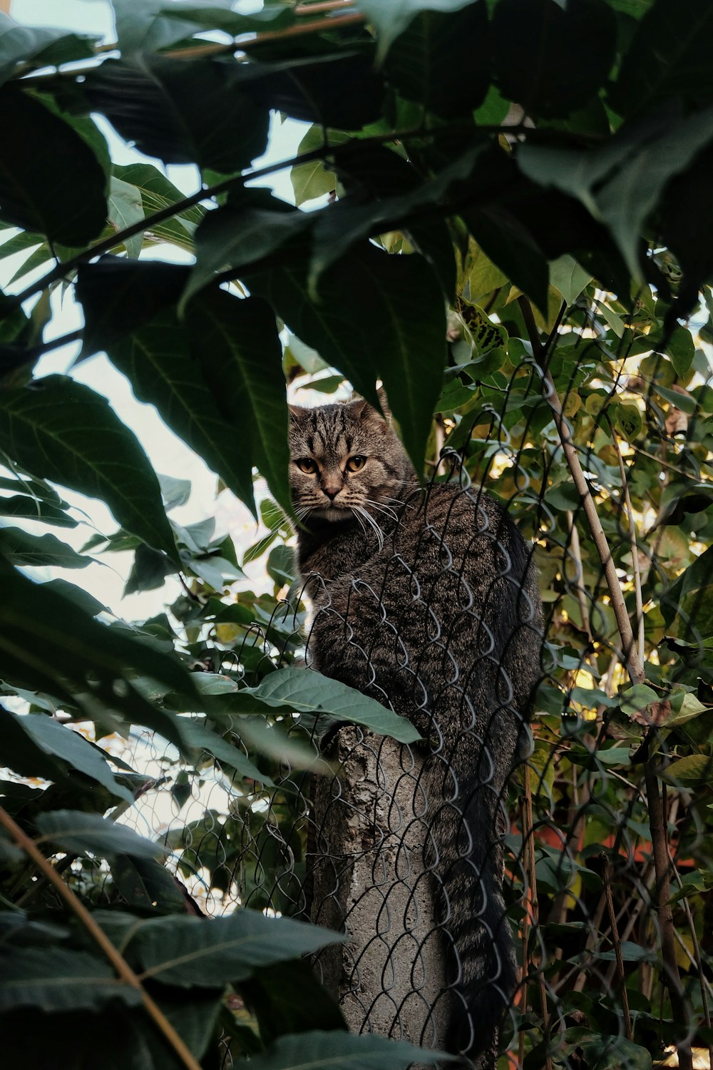 a cat sitting on top of a chain link fence