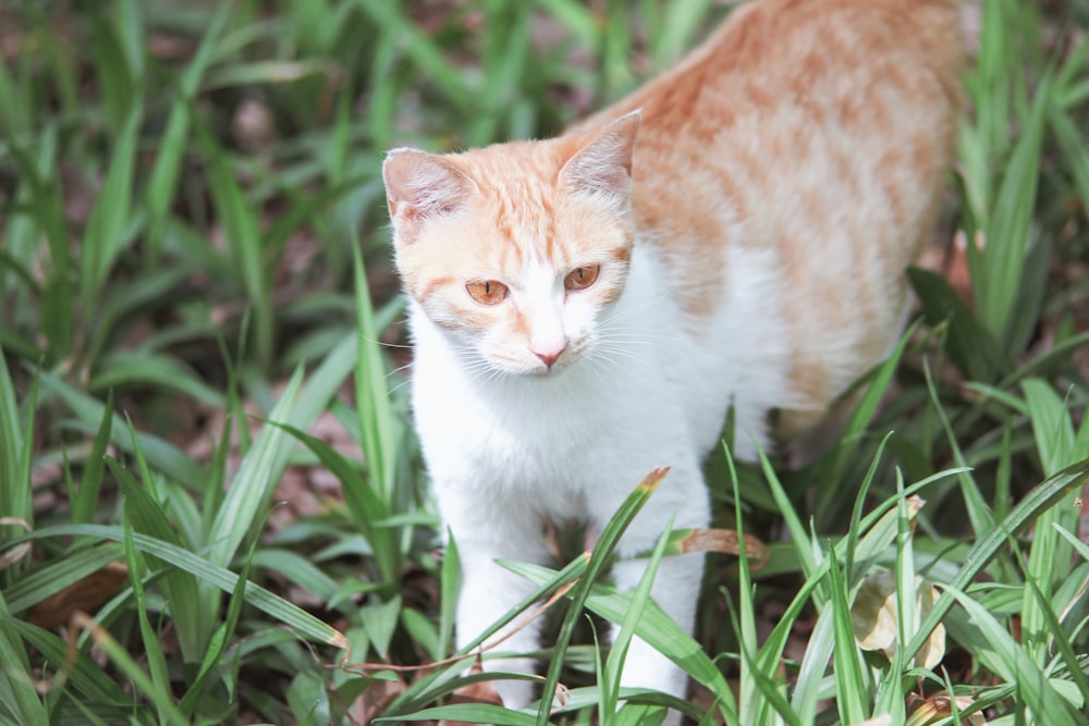an orange and white cat standing in the grass
