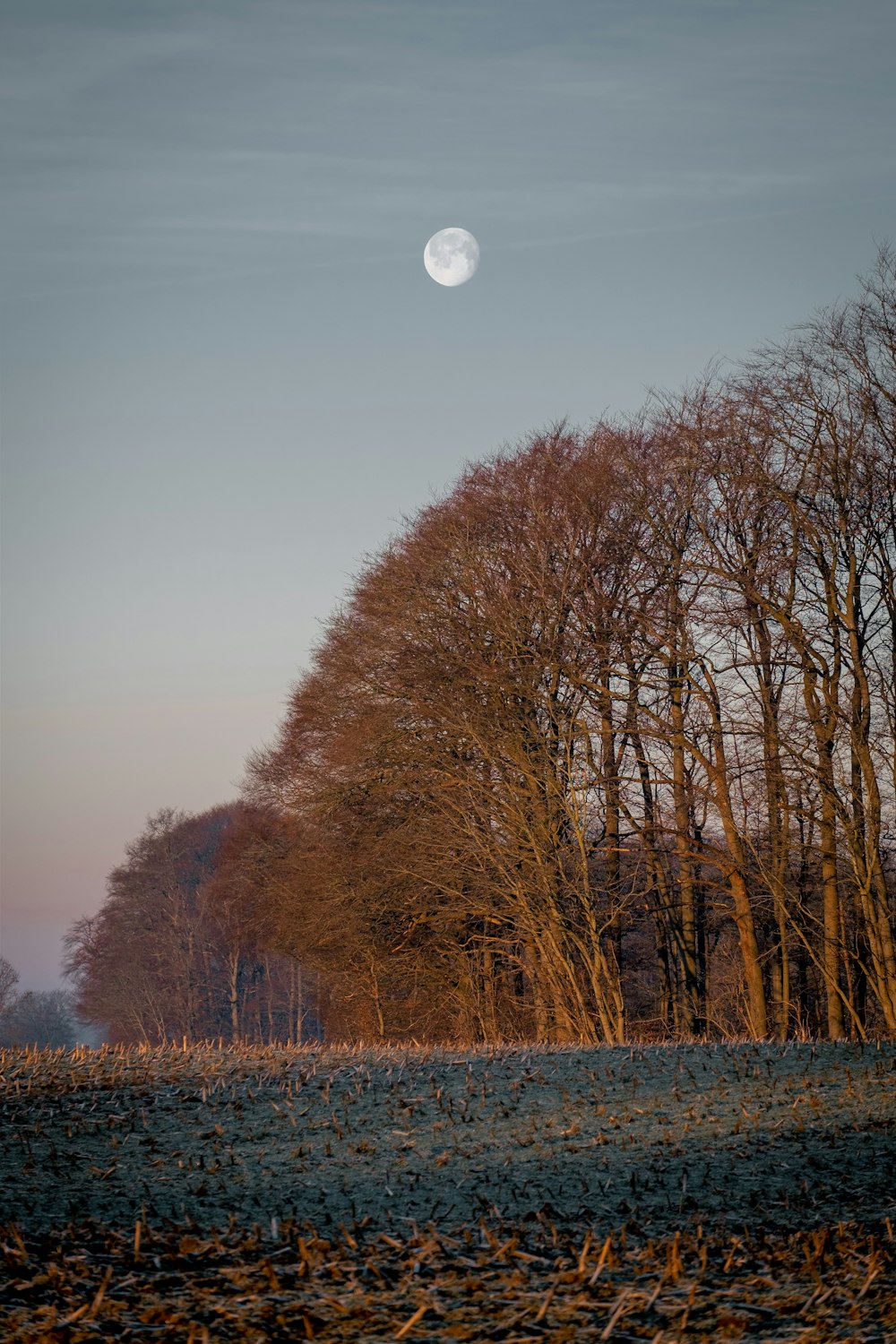 a field with trees and a moon in the sky