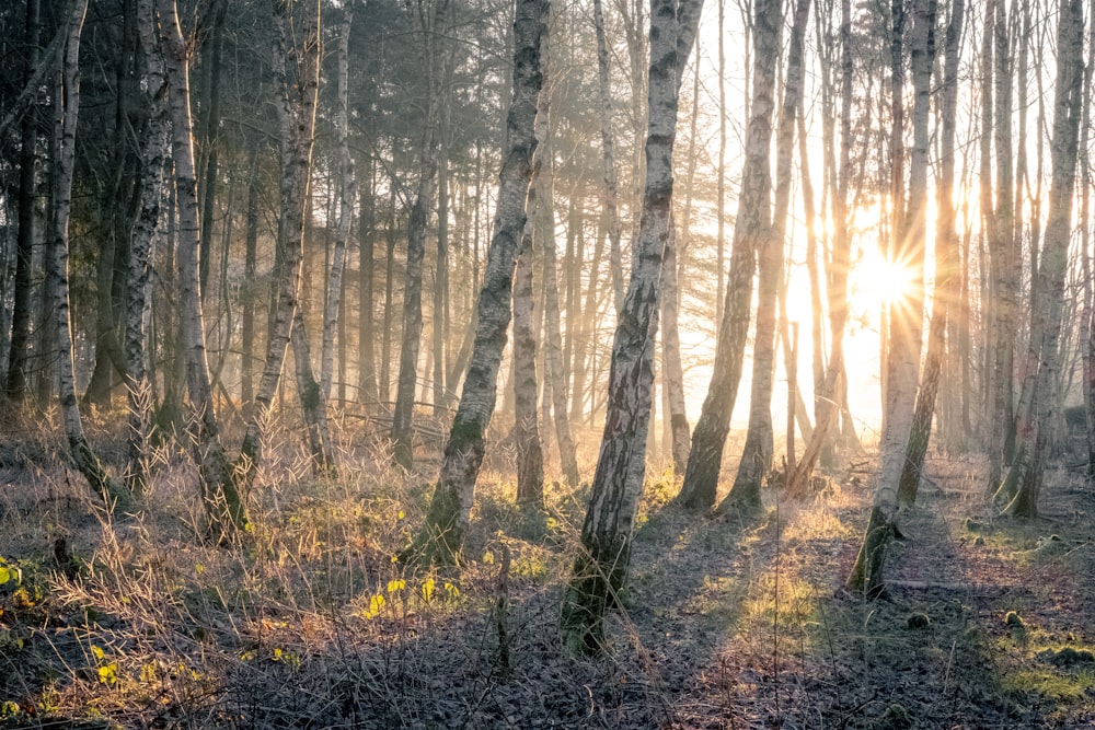 the sun is shining through the trees in the woods