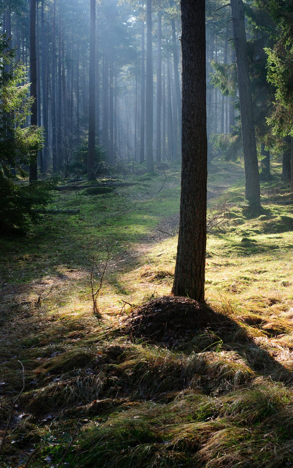 a forest filled with lots of trees and grass