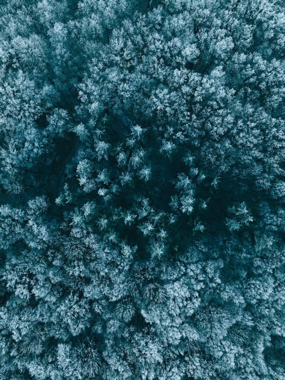 an aerial view of a forest with lots of trees