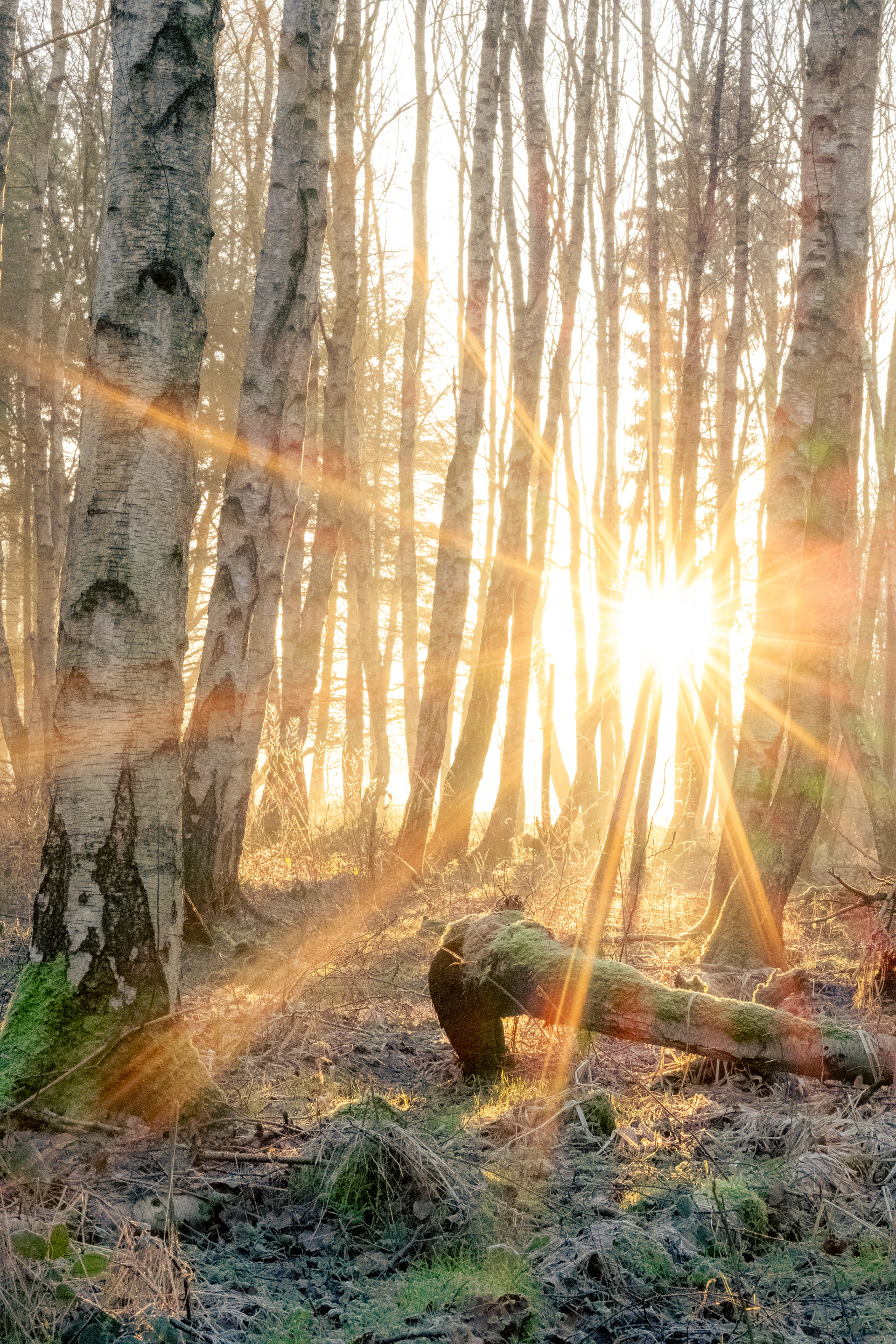 the sun is shining through the trees in the woods