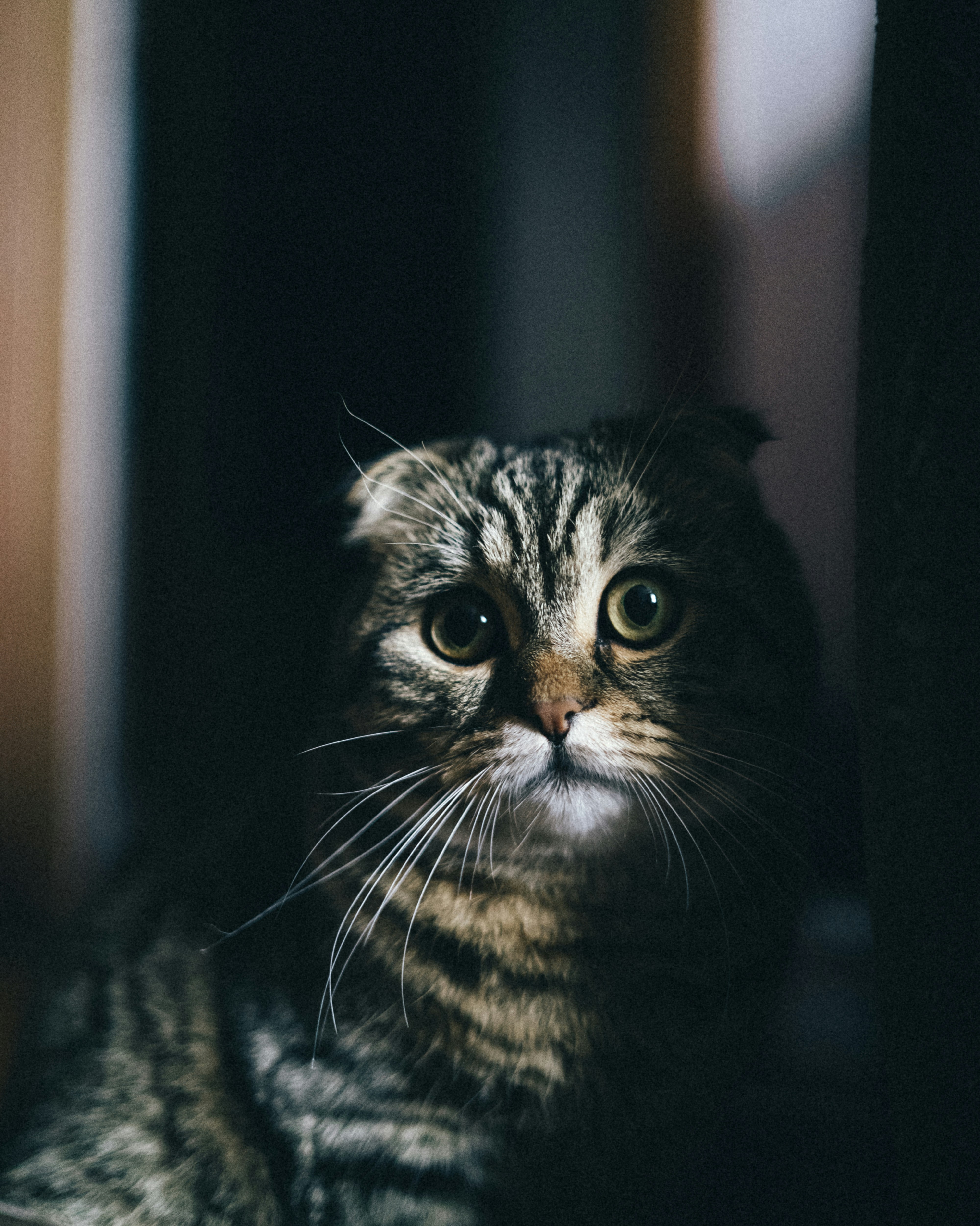 Photo by khodzinskyi