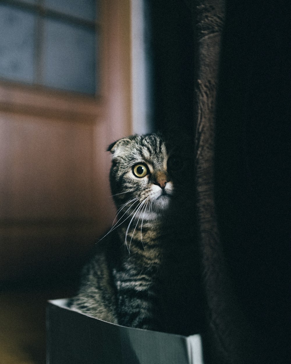 a cat sitting on top of a wooden floor next to a door