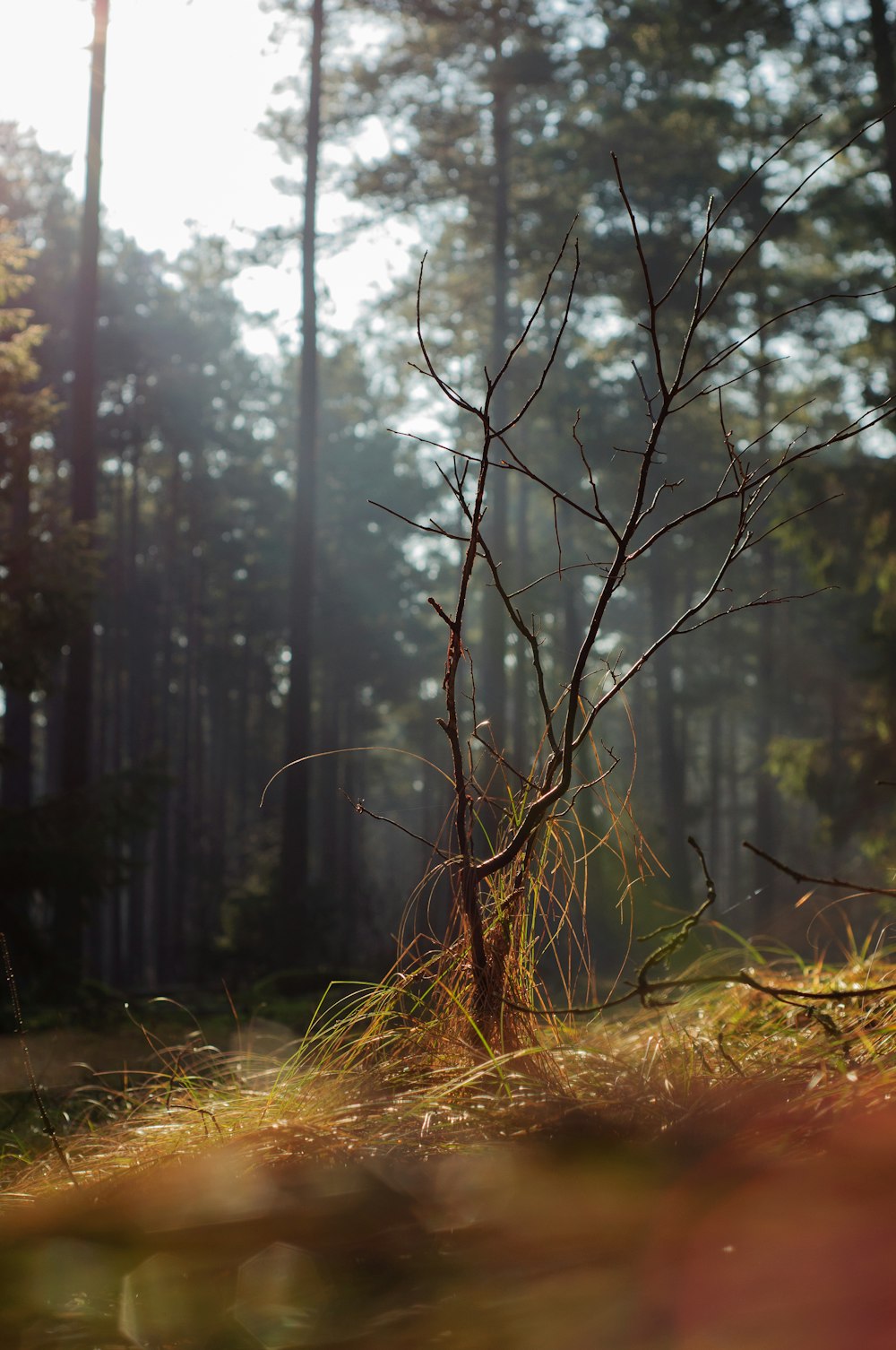 a small tree in the middle of a forest