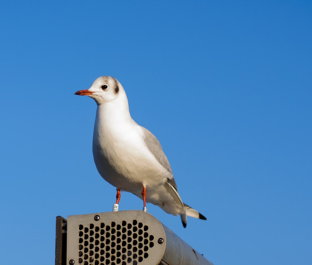 a seagull sitting on top of a traffic light