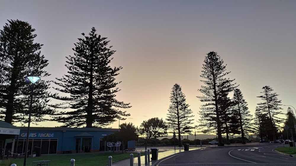 a street lined with tall trees next to a parking lot