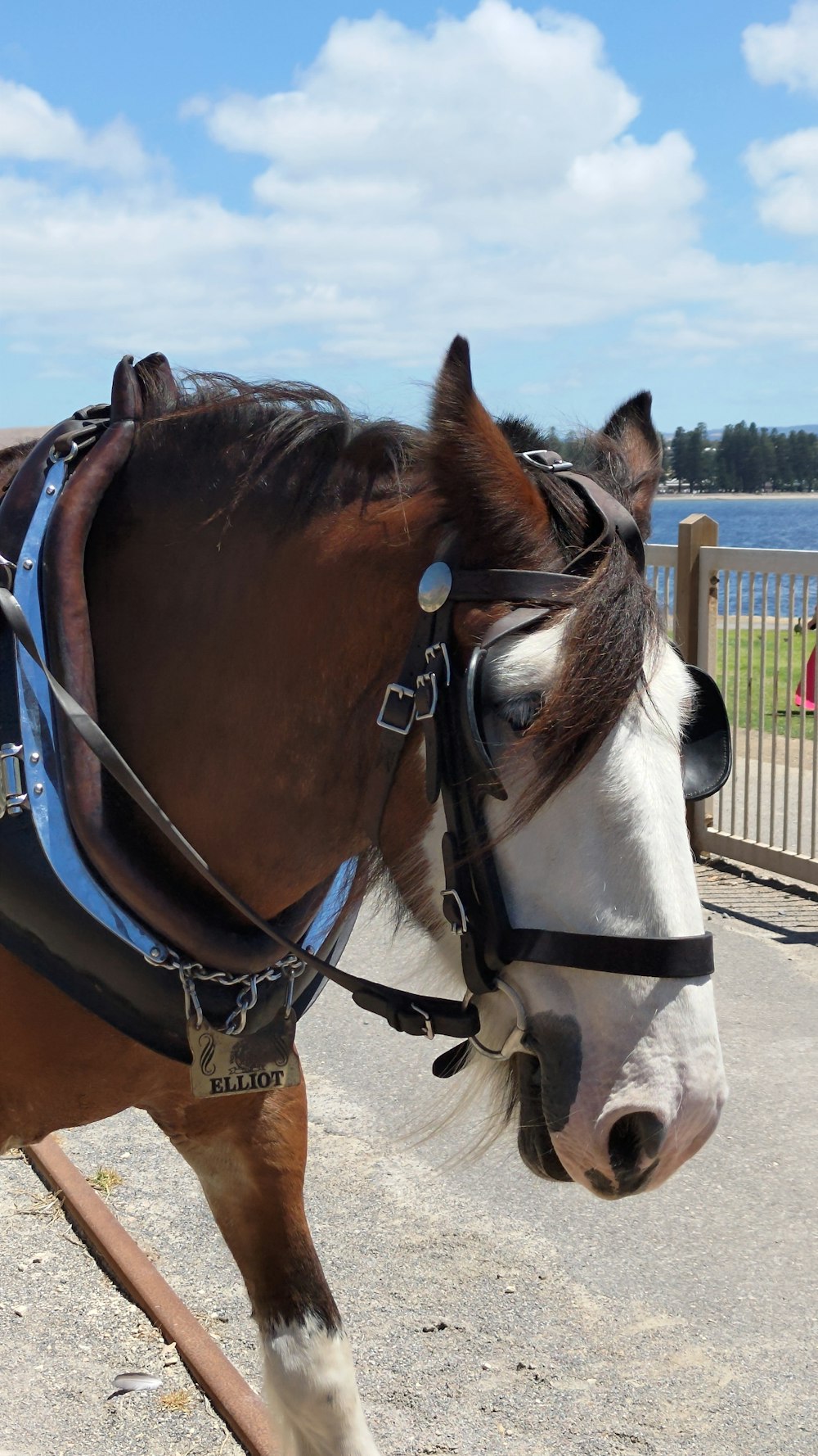 a brown and white horse standing next to a fence