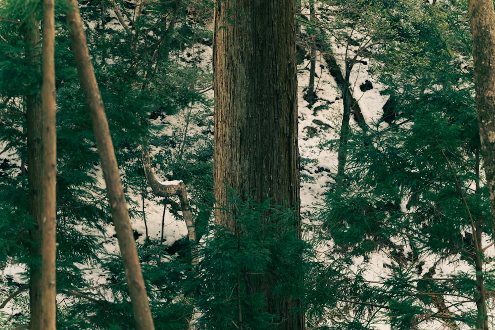 a bear in the woods looking for food