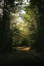 a path in the middle of a forest with lots of trees