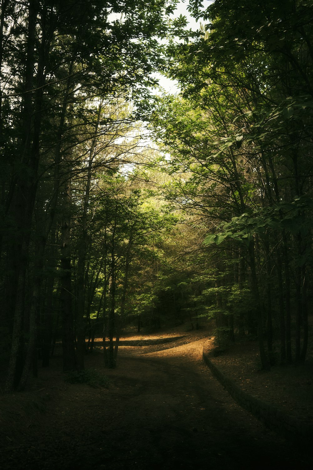 um caminho no meio de uma floresta com muitas árvores