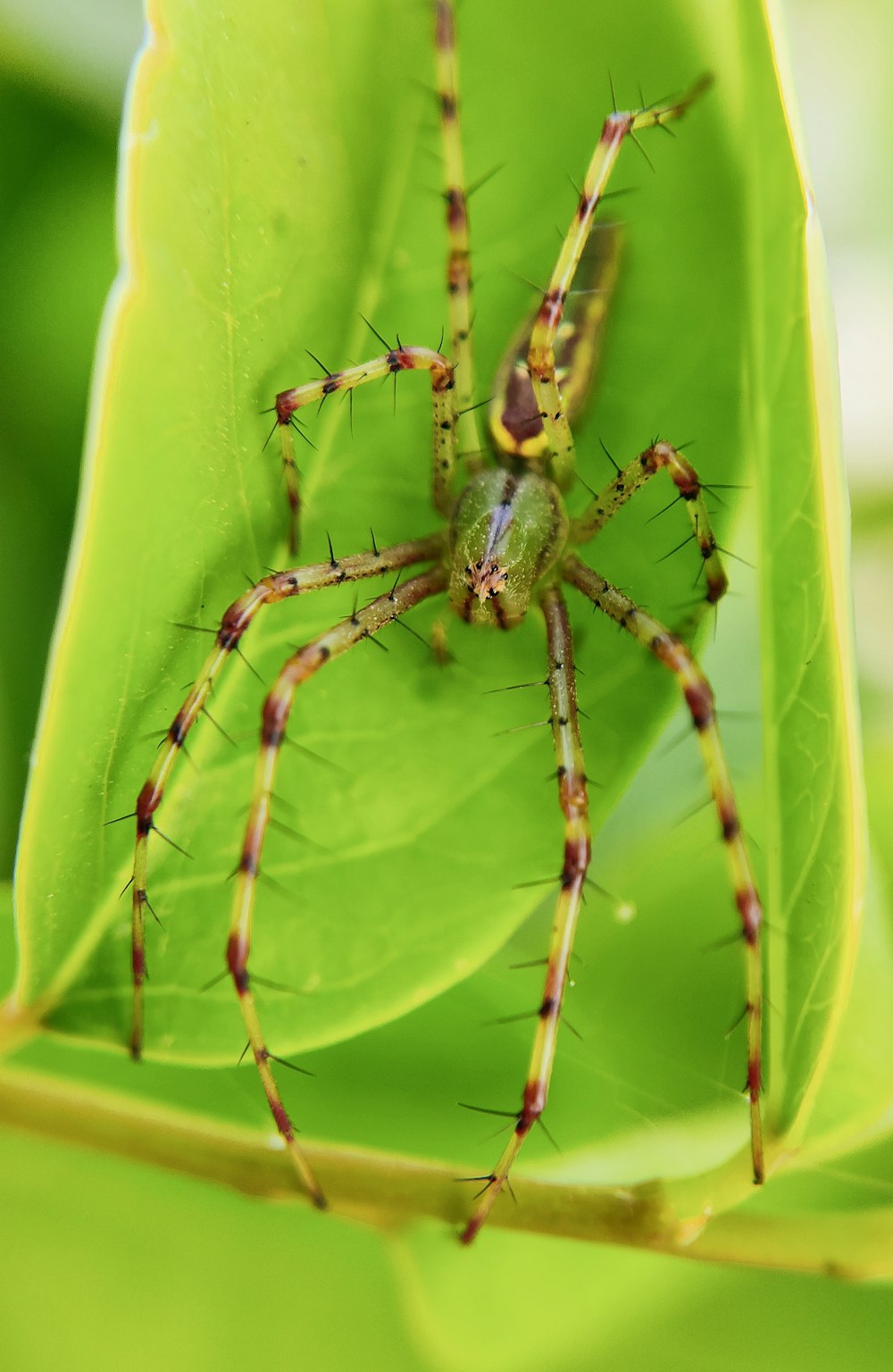 a close up of a spider on a green leaf