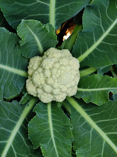 a head of broccoli growing in a garden