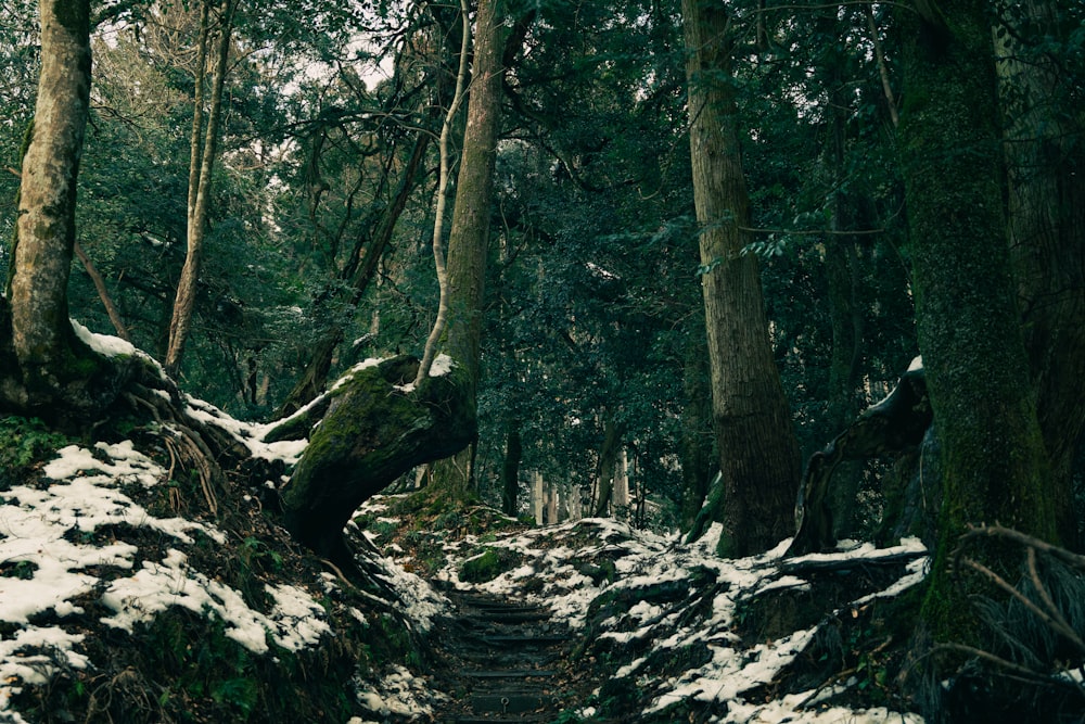 Un sentier enneigé à travers une forêt avec beaucoup d’arbres