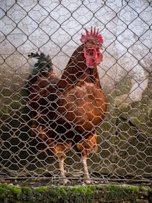 a chicken is standing behind a wire fence