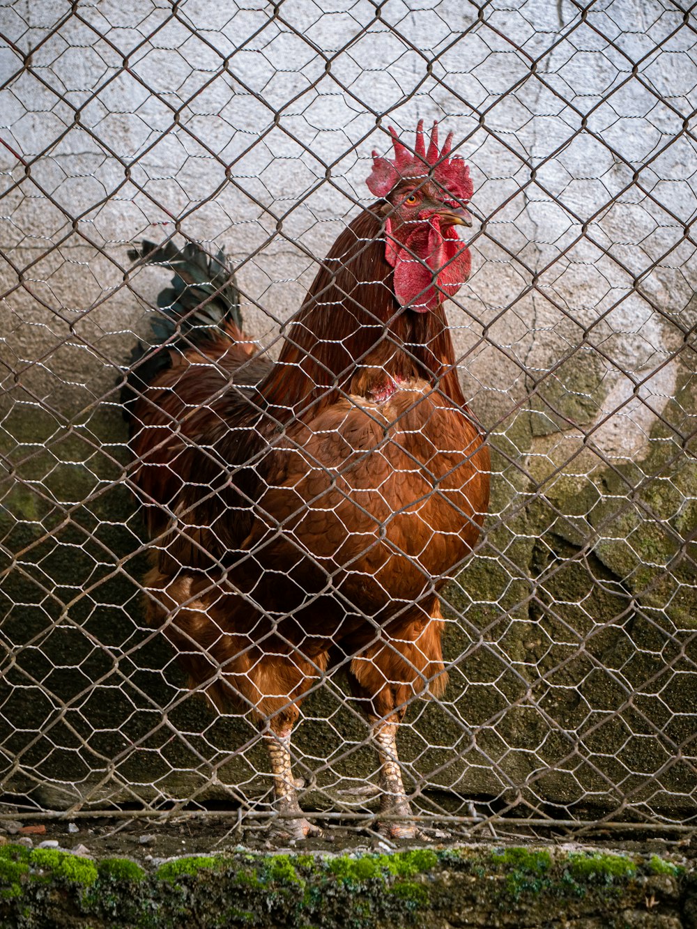 a chicken is standing behind a wire fence