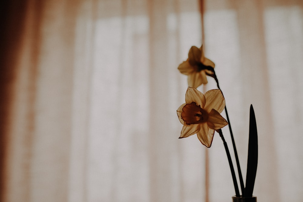 a close up of a vase with flowers in it