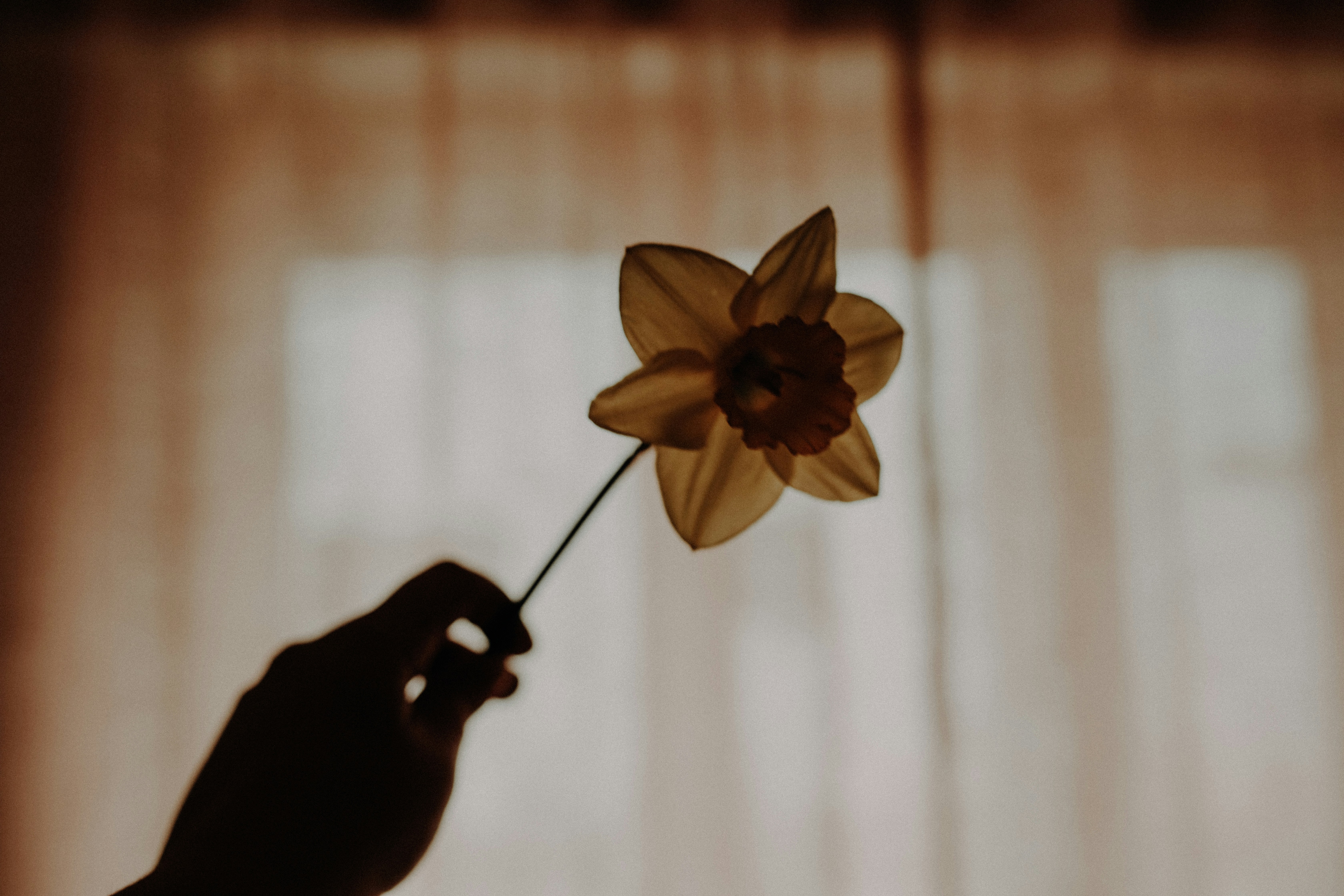 a person holding a flower in front of a window