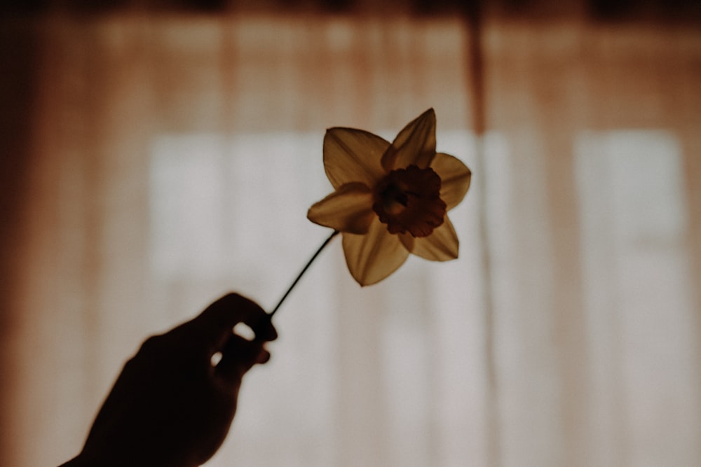 a person holding a flower in front of a window