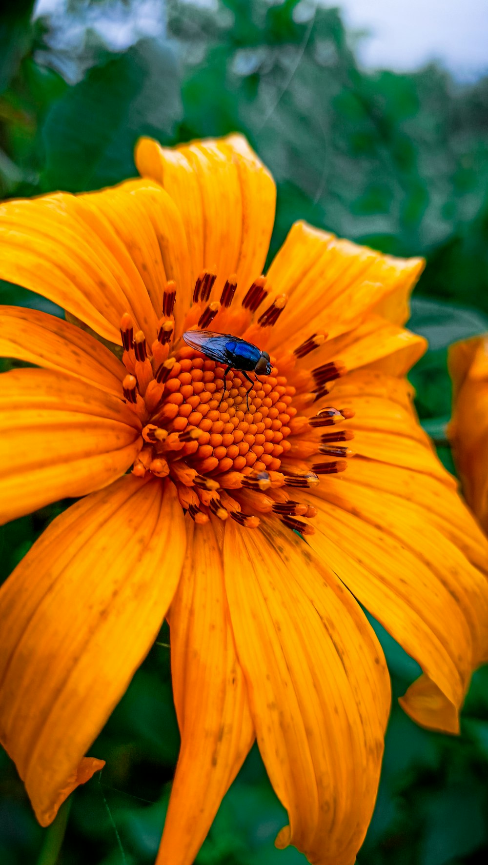a yellow flower with a blue bug on it