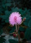 A delicate Mimosa pudica leaf folding gently as if shy, bathed in soft natural light.