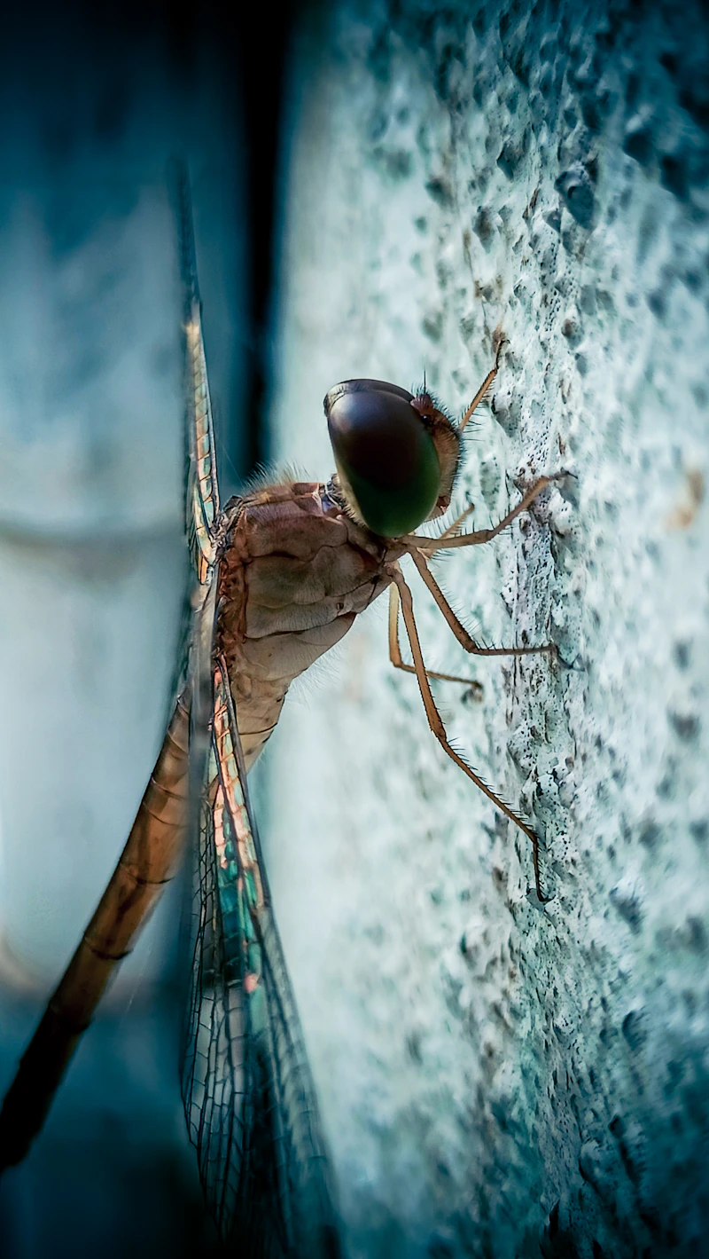 Mosquitoes, a common coastal pest