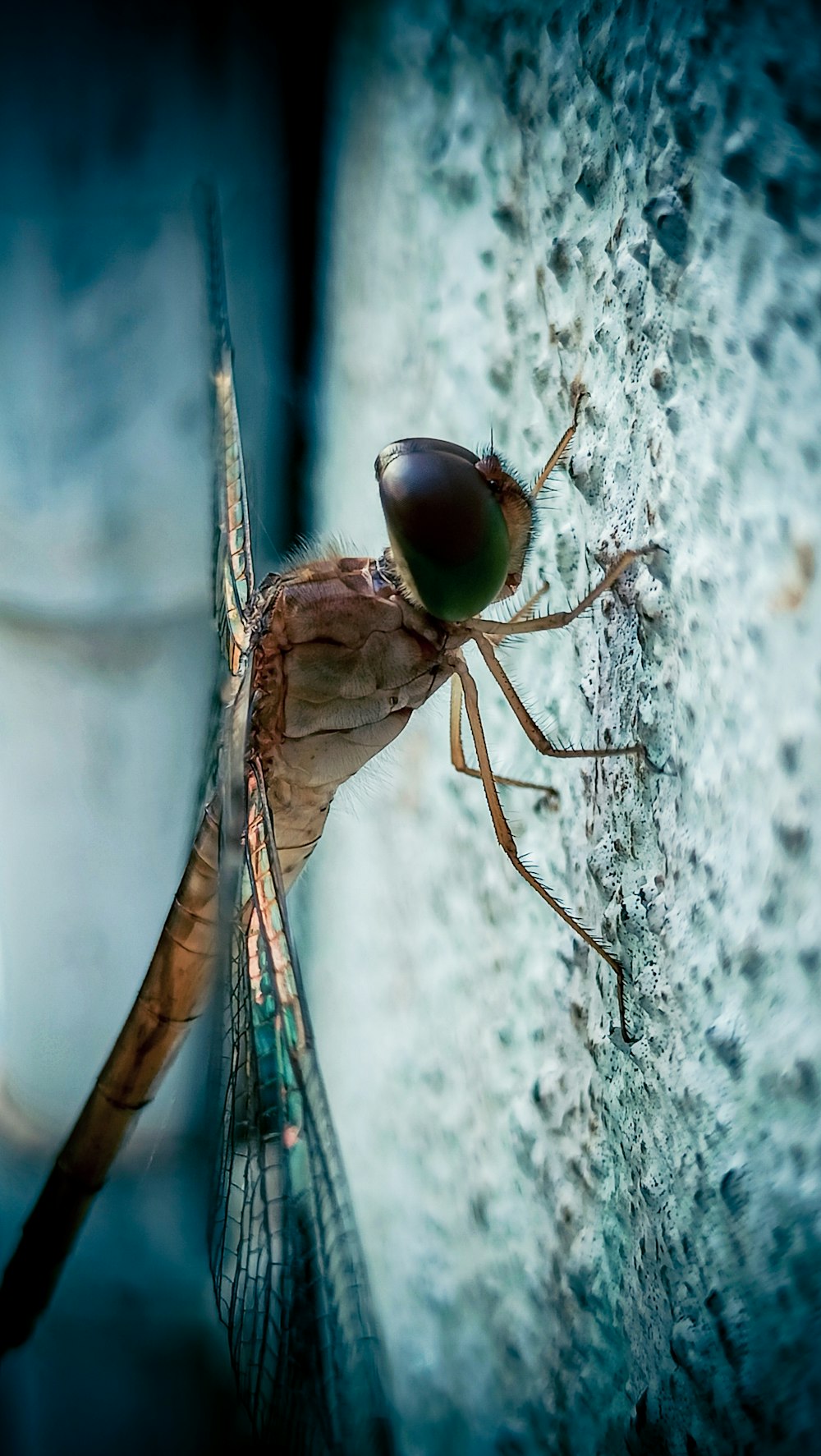 a close up of a mosquito on a wall