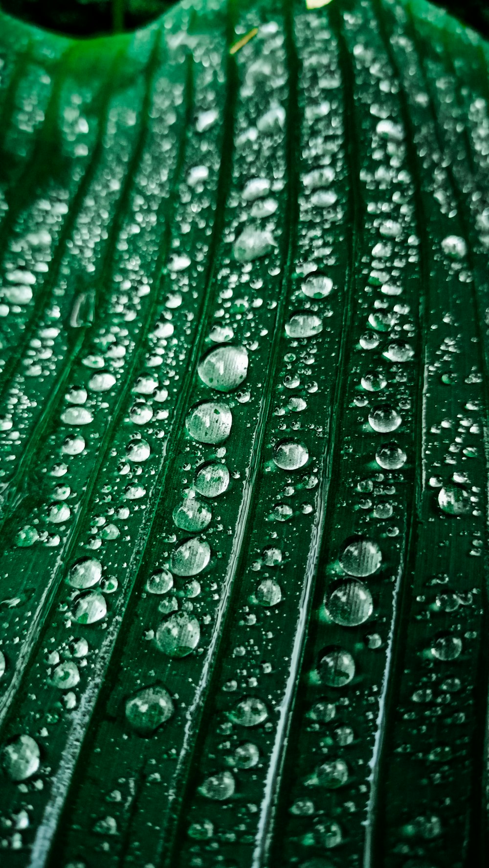 a close up of water droplets on a green leaf